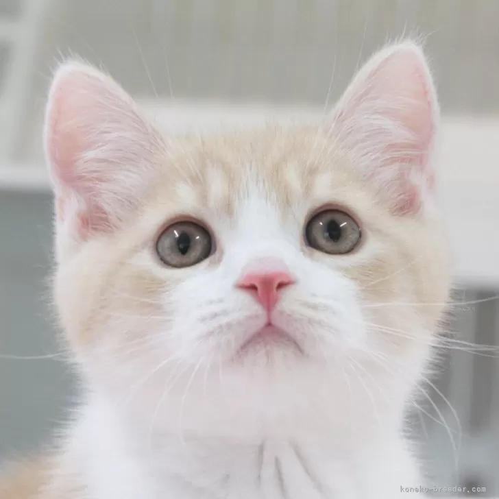 レオママ 様のお迎えした子猫