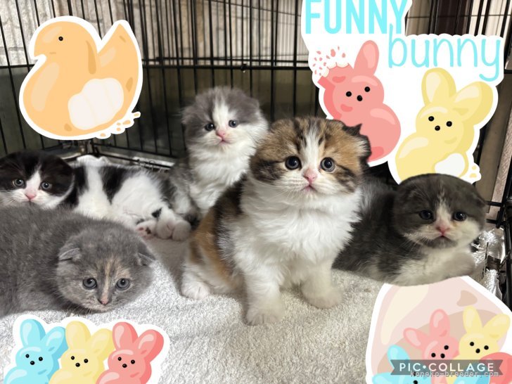 斉木裕ブリーダーのブログ：【ブリティッシュショートヘア】アルミンベビー🍼