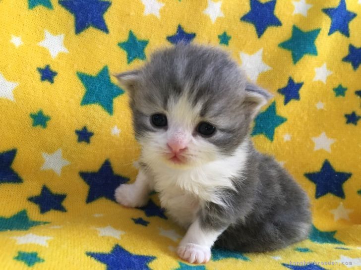 猫 スコティッシュフォールド ハチワレ 八割れ ストラップ にゃんこ