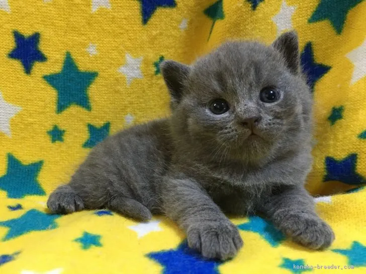ID:2011-00122の子猫