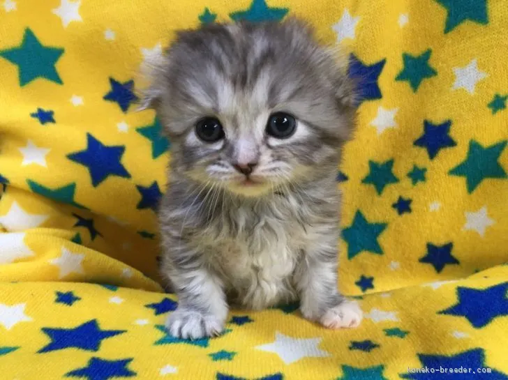 うさみみともちん 様のお迎えした子猫