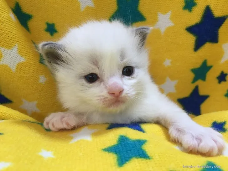 ID:2002-00876の子猫