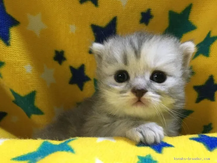 きのぴ 様のお迎えした子猫