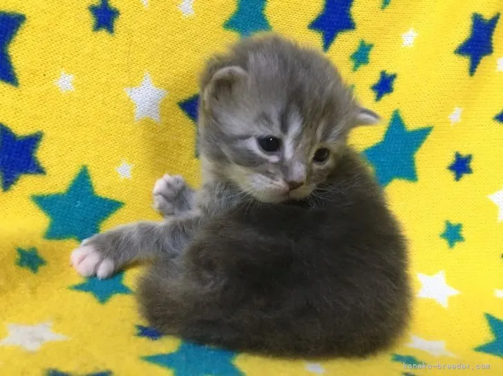 おんちゃん 様のお迎えした子猫