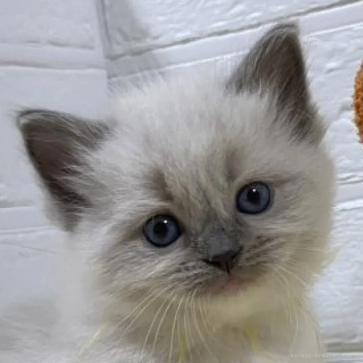 ID:2303-01798の子猫