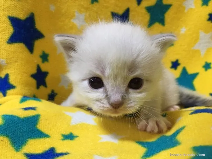 ID:2003-01262の子猫