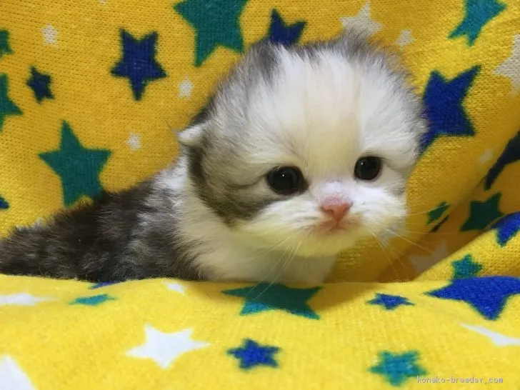 ID:2002-00603の子猫