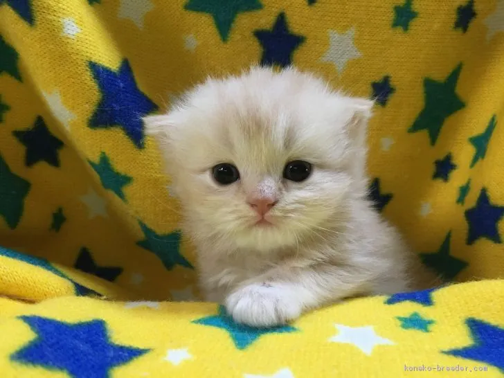みるく 様のお迎えした子猫