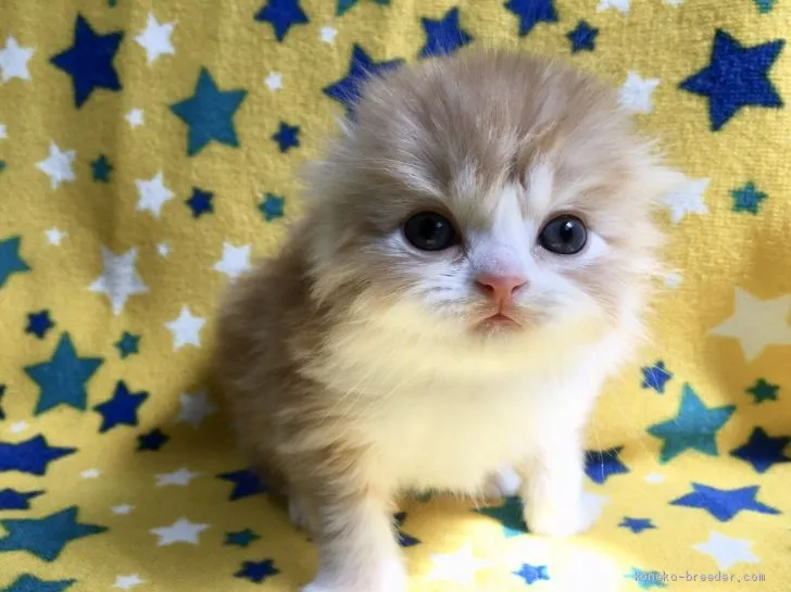 ID:2002-01477の子猫