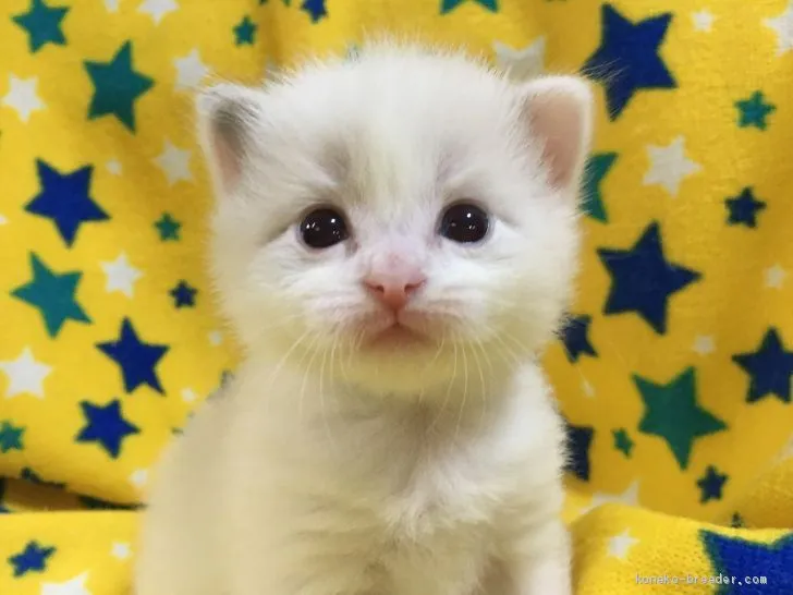 ID:2007-01194の子猫
