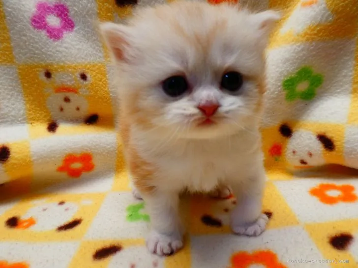 ID:1902-00030の子猫