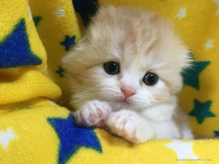 ID:2006-01446の子猫