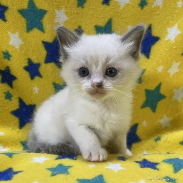 M.S 様のお迎えした子猫