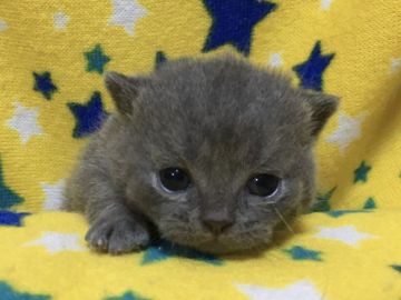 ブリティッシュショートヘア【山梨県・男の子・2021年3月2日・ブルー】の写真「綺麗なブルー・可愛い男の子☆」