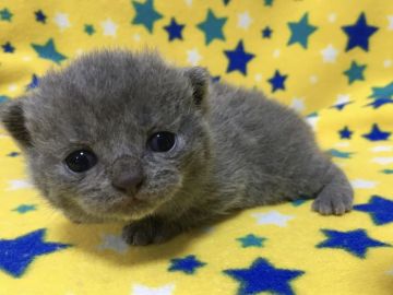 ブリティッシュショートヘア【山梨県・女の子・2021年3月2日・ブルー】の写真「綺麗なブルー・可愛い女の子♡」