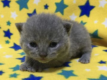 ブリティッシュショートヘア【山梨県・女の子・2021年3月2日・ブルー】の写真「綺麗なブルー・可愛い女の子♡」