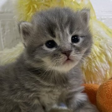 サイベリアン【山梨県・女の子・2023年7月21日・ブルータビー】の写真「シベリア生まれの猫ちゃん☆優しい顔の女の子♡」