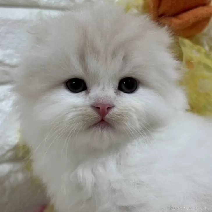 ID:2503-00124の子猫