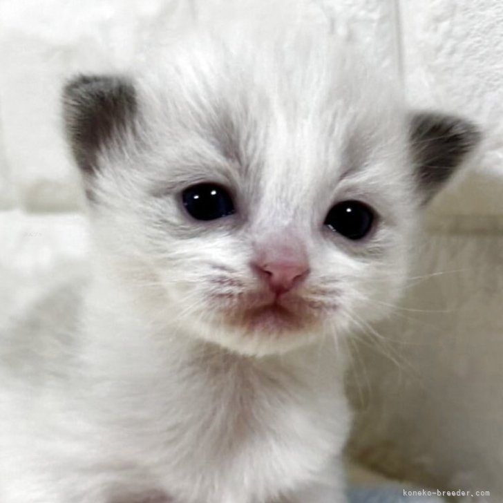 waku 様のお迎えした子猫