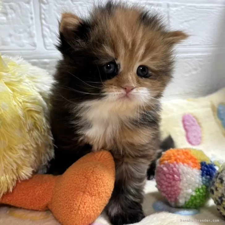 アムール 様のお迎えした子猫