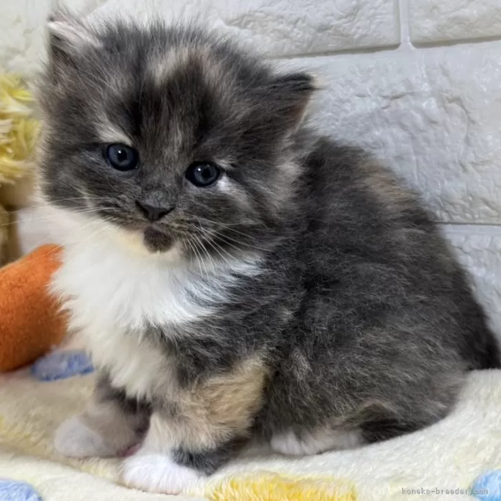 ID:2503-02659の子猫