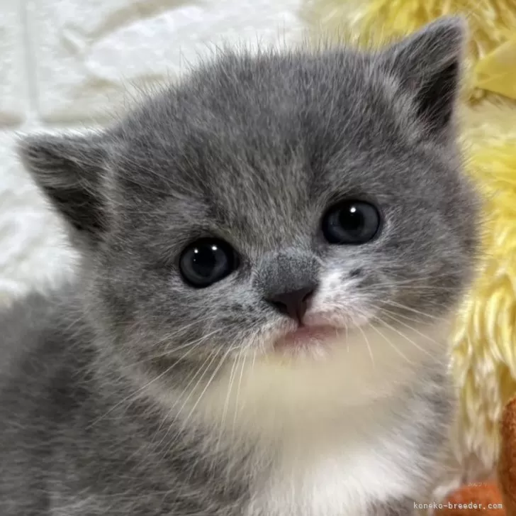 ID:2502-01873の子猫