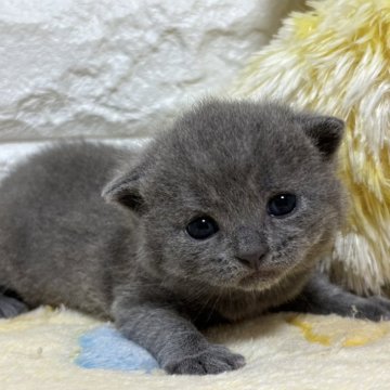 ブリティッシュショートヘア【山梨県・男の子・2025年1月27日・ブルー】の写真「つぶらな瞳♡小熊ちゃんみたいな男の子♡」