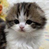 スコティッシュフォールド(折れ耳)