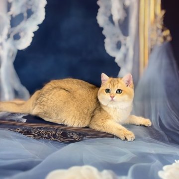 ブリティッシュショートヘア【大阪府・女の子・2024年9月26日・ゴールデン】の写真「綺麗なお顔」