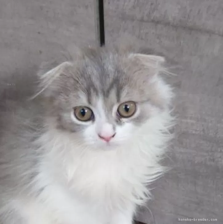 ID:2405-01764の子猫