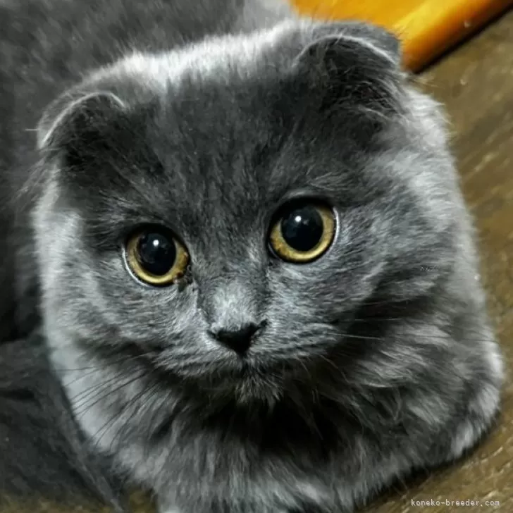 ID:2401-01026の子猫