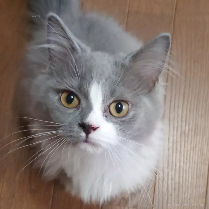 ID:2405-01768の子猫