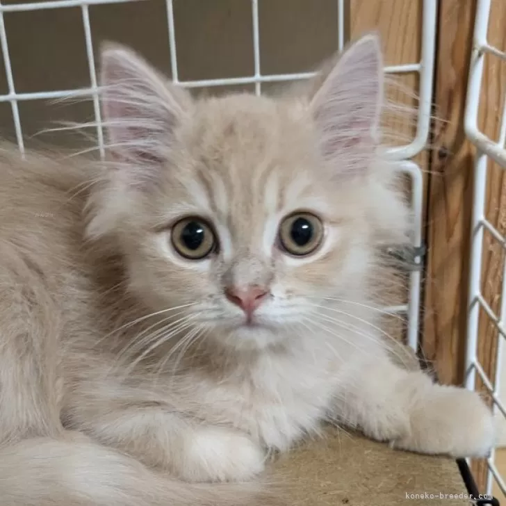 ID:2409-01328の子猫