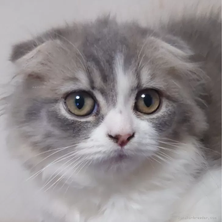 ID:2401-01023の子猫