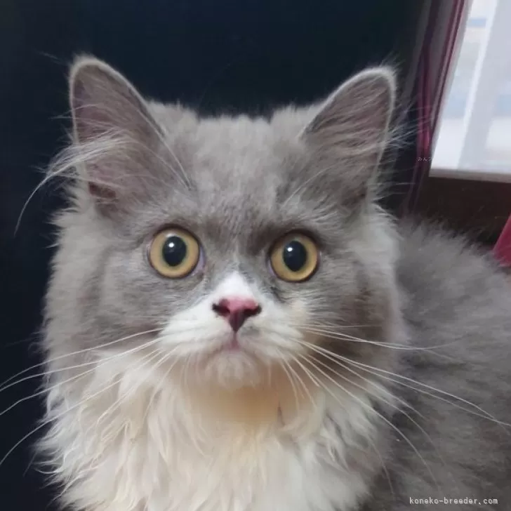 ID:2405-01766の子猫