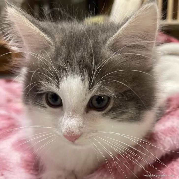 ID:2501-01402の子猫
