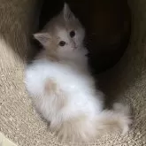 ノルウェージャンフォレストキャット