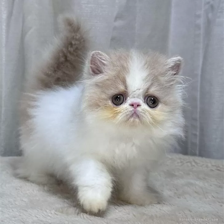 とろ 様のお迎えした子猫