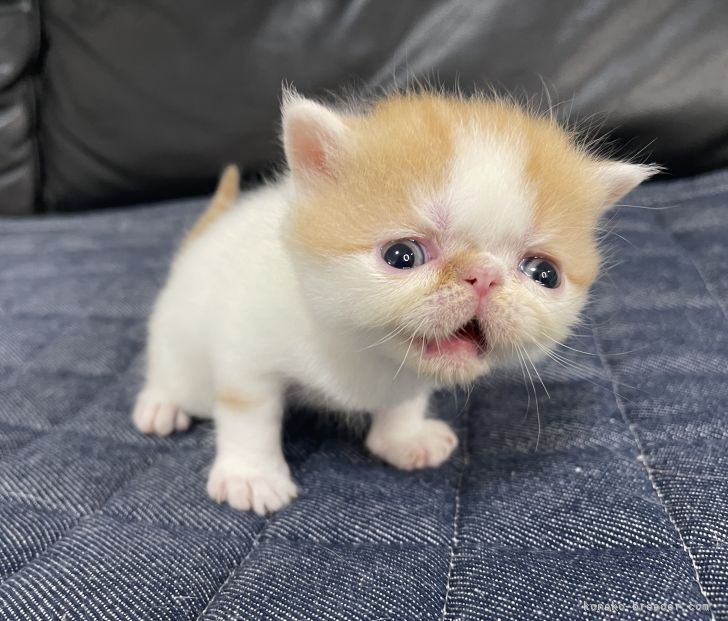 エキゾチックショートヘアの子猫をお迎えいただいたお客様の声 口コミ 評判 関東 みんなの子猫ブリーダー