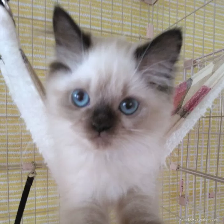 ID:2405-00756の子猫