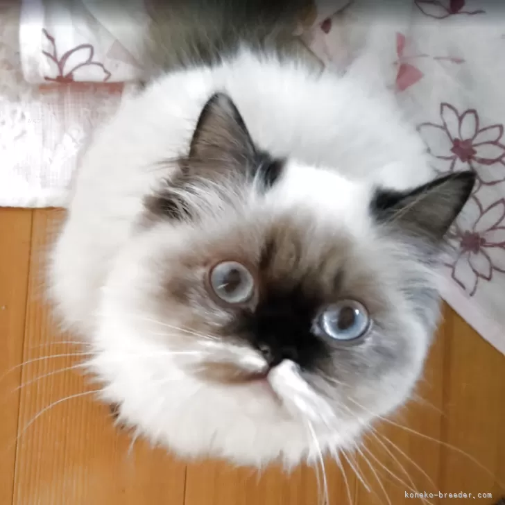 ID:2411-00484の子猫