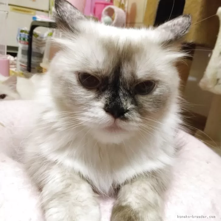 ID:2411-00486の子猫