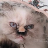 ヒマラヤン