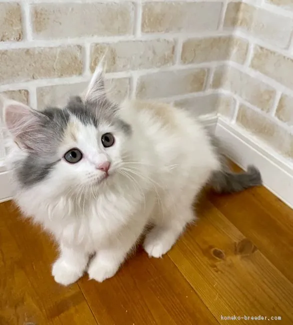 たから 様のお迎えした子猫