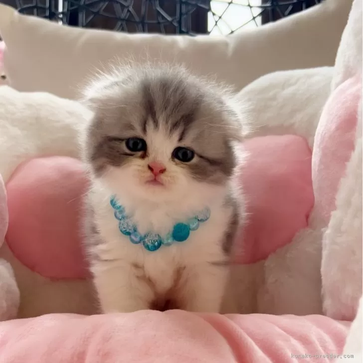 ID:2405-02961の子猫