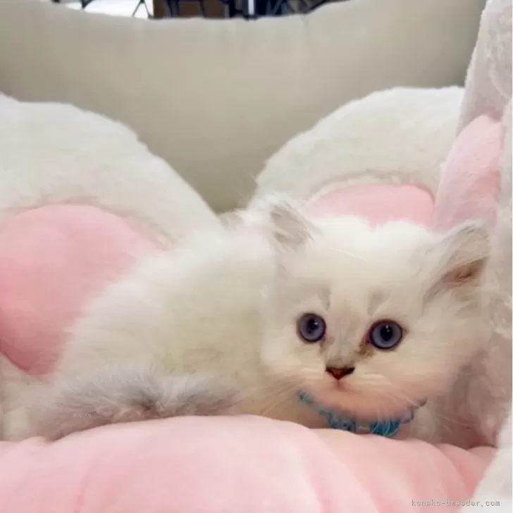 ID:2407-00958の子猫