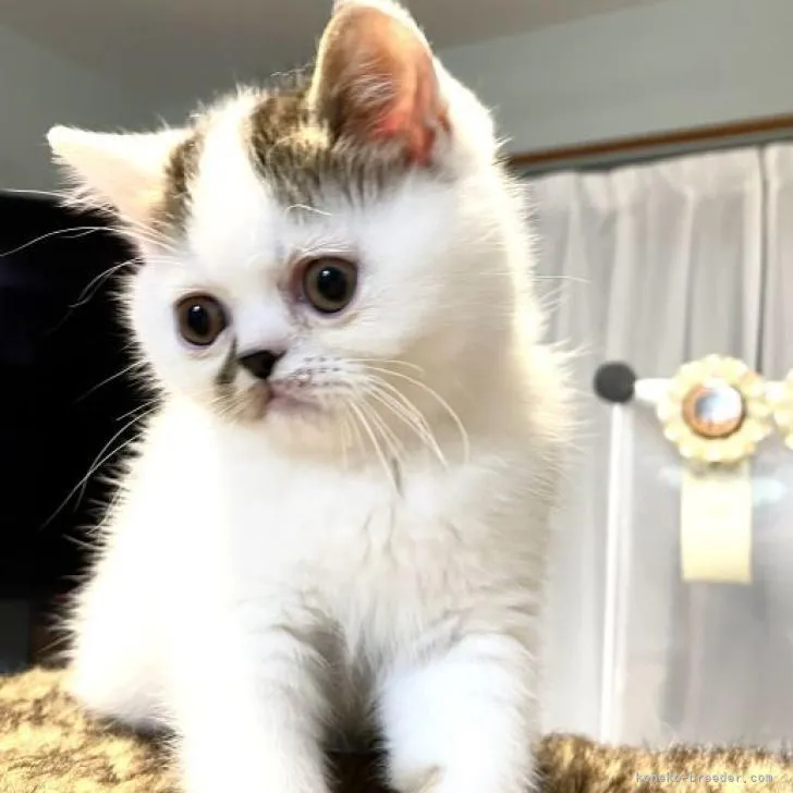 ネコ 様のお迎えした子猫