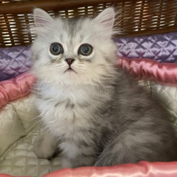 奈良県の近隣のペルシャ(チンチラ)の子猫を探す｜ブリーダー直販の子猫販売【みんなの子猫ブリーダー】