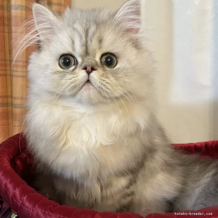 ID:2501-00470の子猫