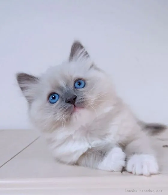 ID:2103-01093の子猫